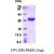 SDS-Page: Hsp27 Protein [NBP1-30308] - HSP27, 24.9 kDa (225aa), confirmed by MALDI-TOF with a purity of 95% by SDS - PAGE